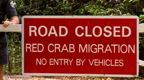 Crab Invasion (20 pics)