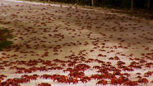 Crab Invasion (20 pics)