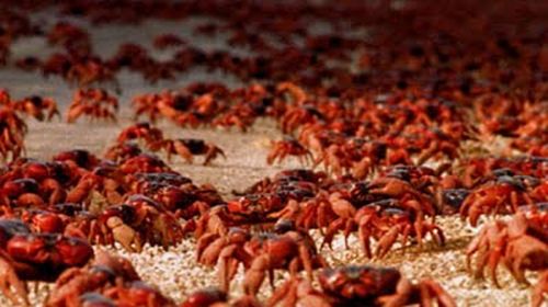 Crab Invasion (20 pics)