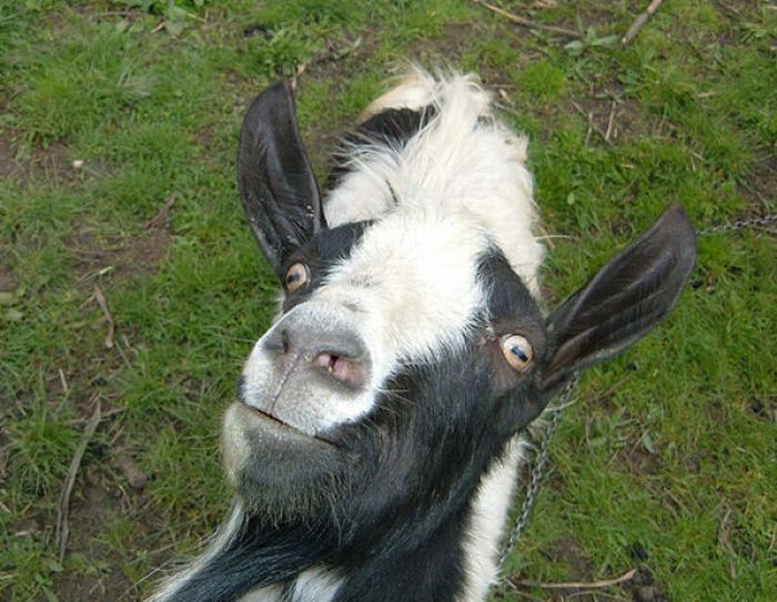 Funny Goats (17 pics)