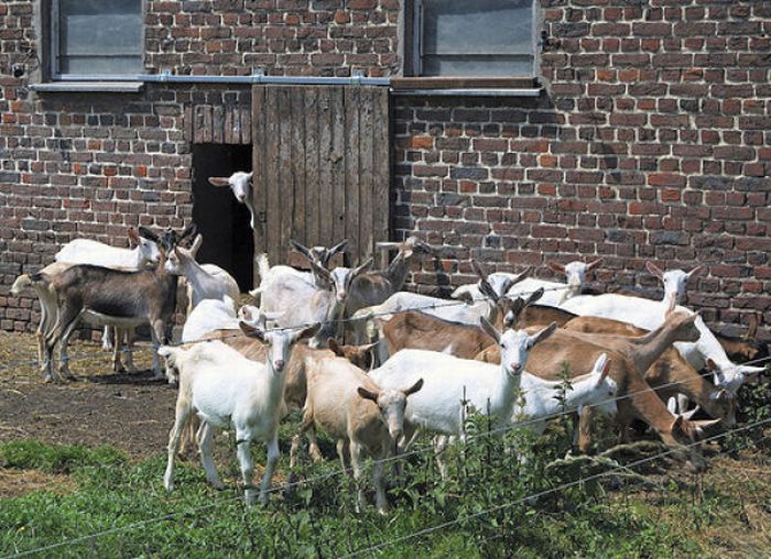 Funny Goats (17 pics)