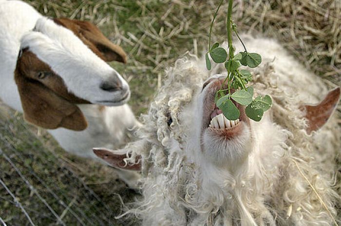 Funny Goats (17 pics) .
