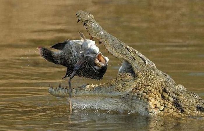 Acid Picdump (166 pics)