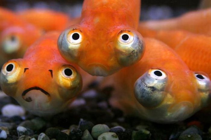 Acid Picdump (166 pics)