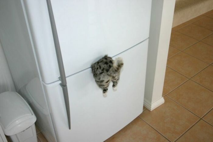 Acid Picdump (166 pics)