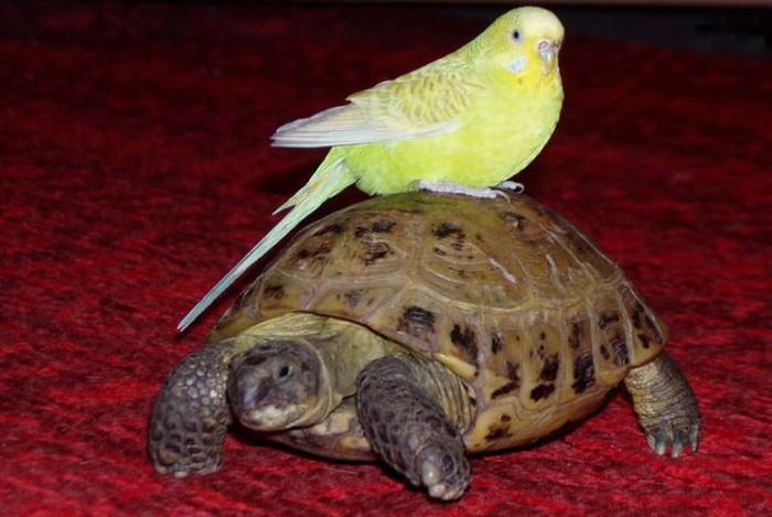 Acid Picdump (166 pics)