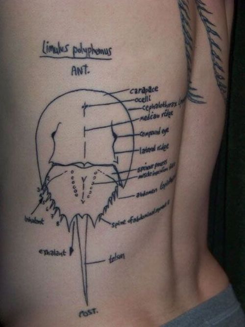 Scientific Tattoos (113 pics)
