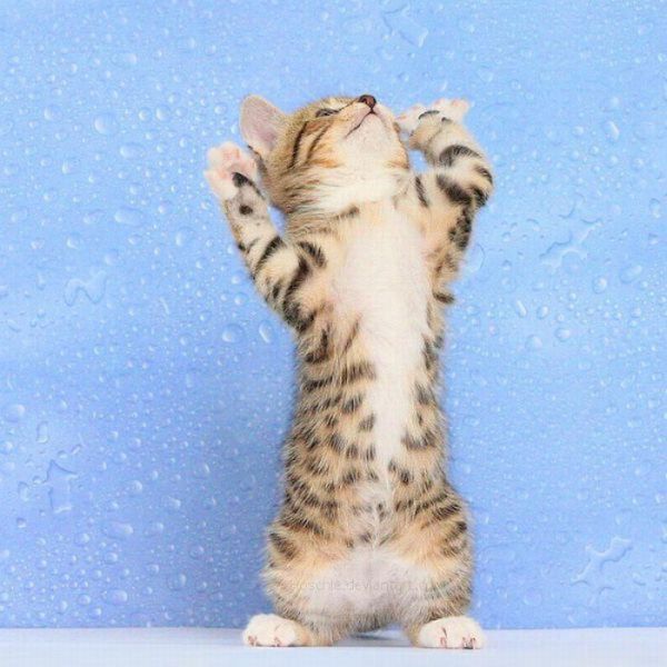 Acid Picdump (128 pics)