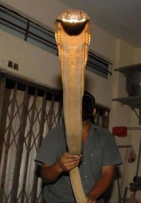 Acid Picdump (128 pics)