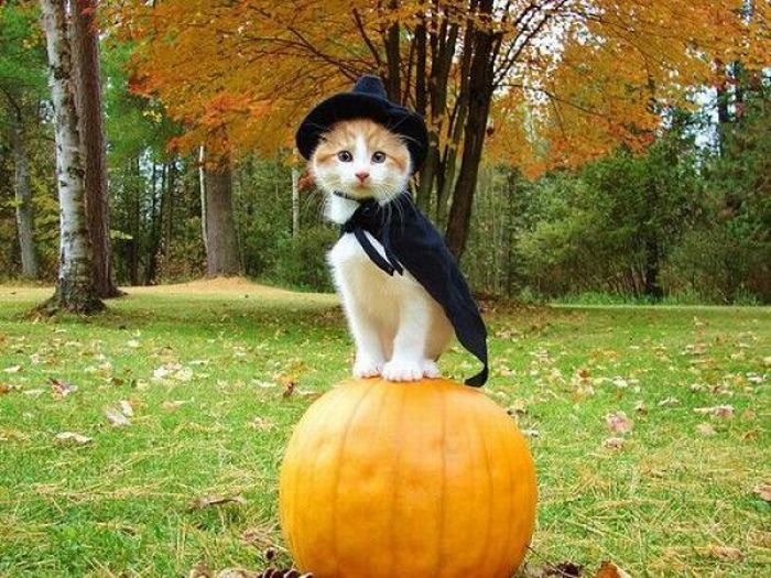 Acid Picdump (128 pics)