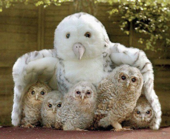 Acid Picdump (128 pics)