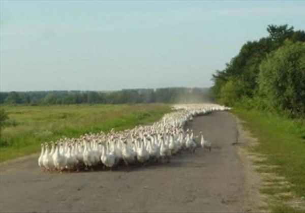 Acid Picdump (128 pics)