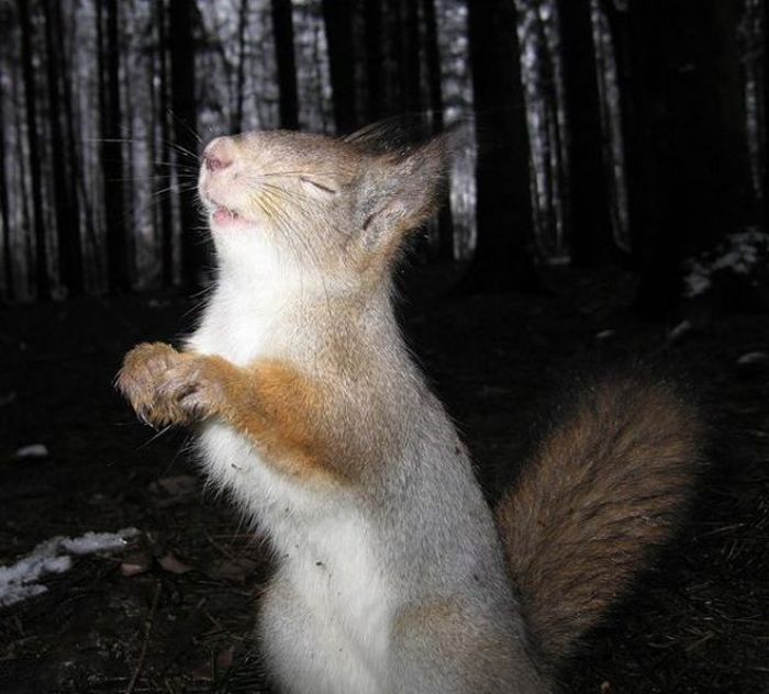 Acid Picdump (128 pics)