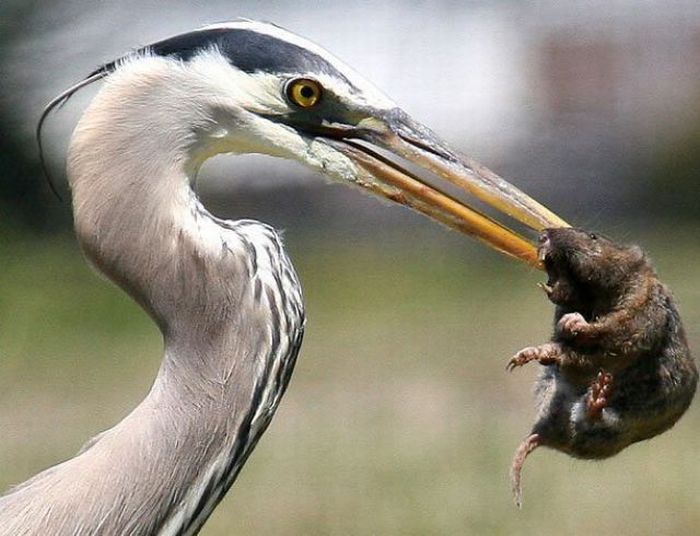Acid Picdump (128 pics)