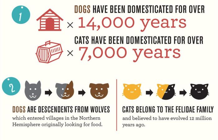 Infographic. Cats and Dogs (6 pics)