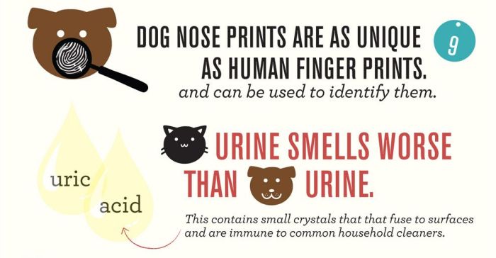 Infographic. Cats and Dogs (6 pics)
