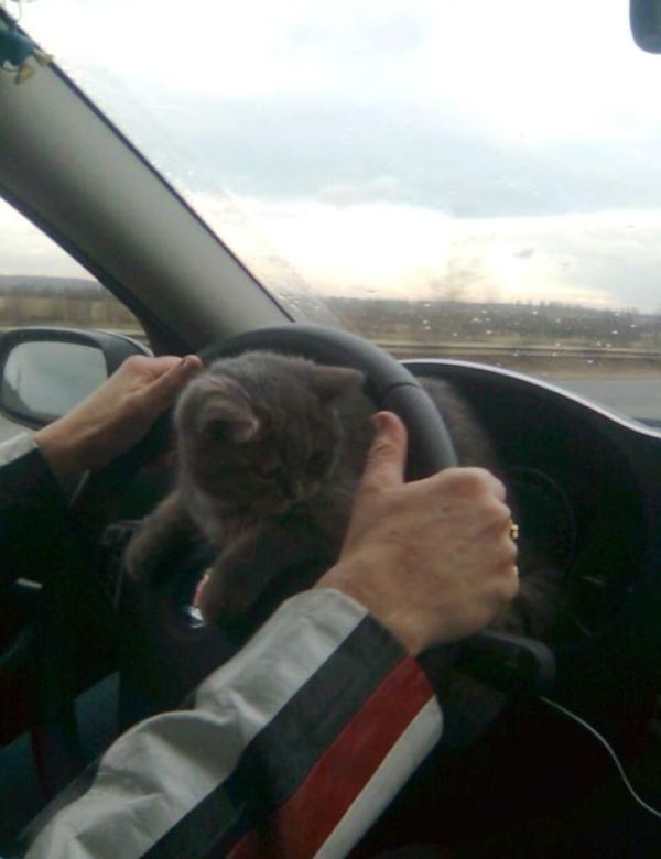 A GPS Cat (6 pics)