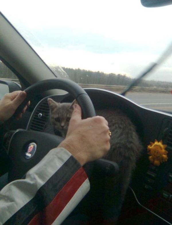 A GPS Cat (6 pics)
