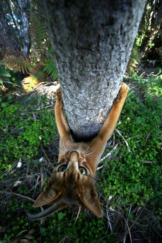 Acid Picdump (140 pics)