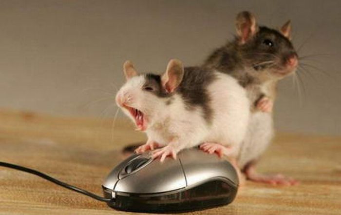 Acid Picdump (140 pics)