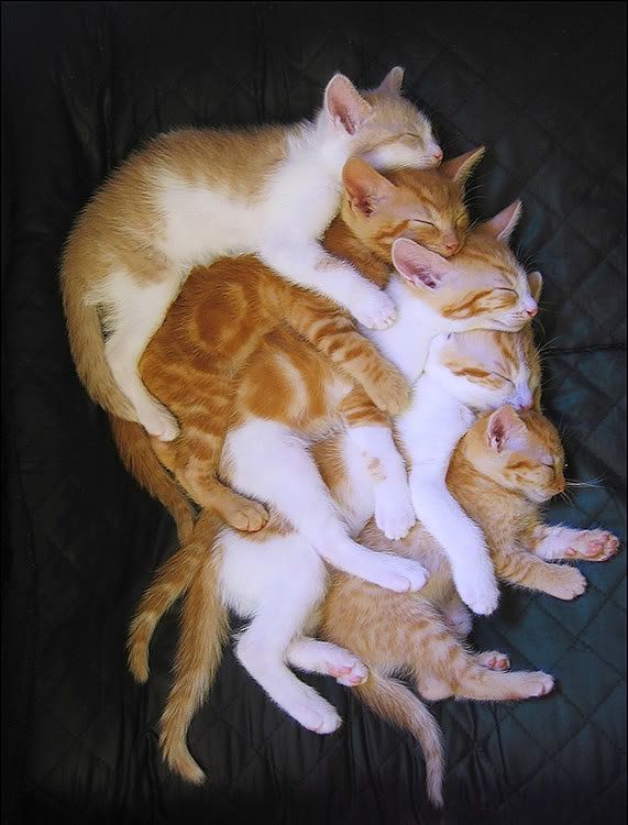 Acid Picdump (140 pics)