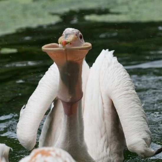 Acid Picdump (140 pics)