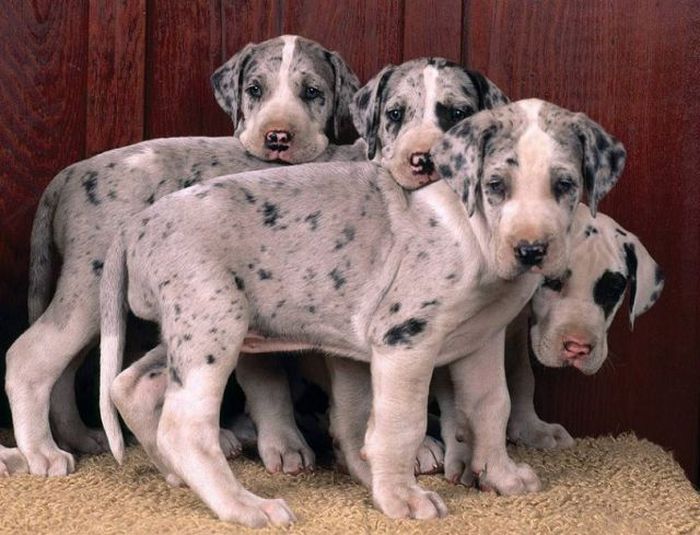 Acid Picdump (140 pics)