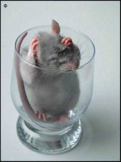 Acid Picdump (140 pics)