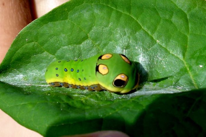 Spicebush Swallowtail Сaterpillar (12 pics)