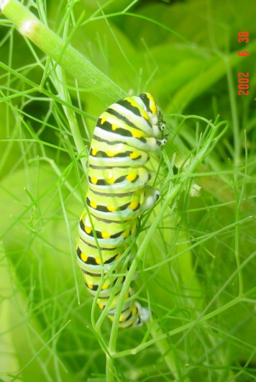 Spicebush Swallowtail Сaterpillar (12 pics)