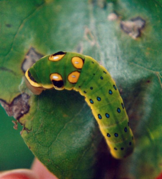 Spicebush Swallowtail Сaterpillar (12 pics)