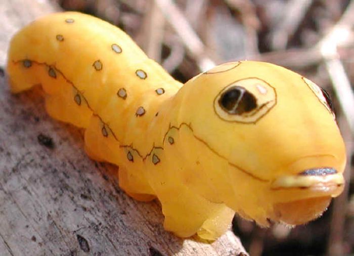 Spicebush Swallowtail Сaterpillar (12 pics)