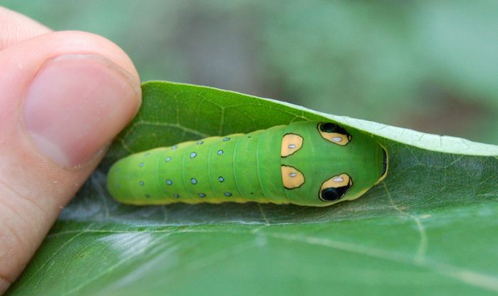 Spicebush Swallowtail Сaterpillar (12 pics)