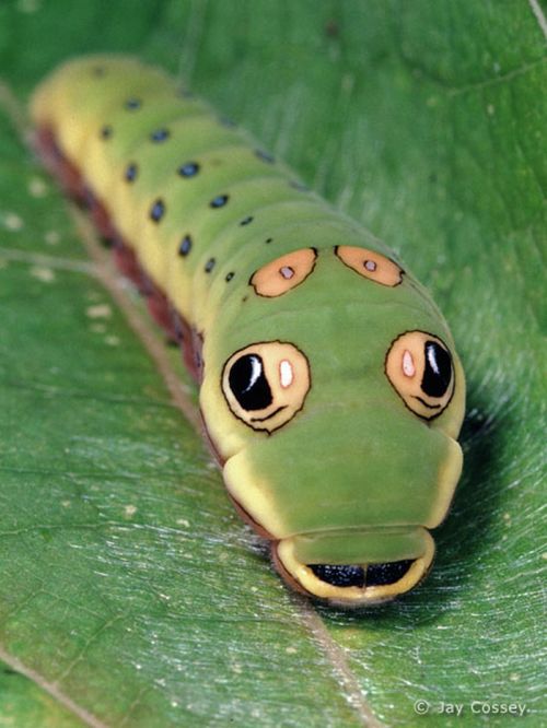 Spicebush Swallowtail Сaterpillar (12 pics)