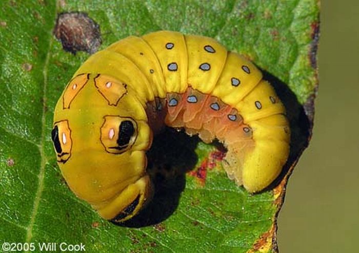Spicebush Swallowtail Сaterpillar (12 pics)