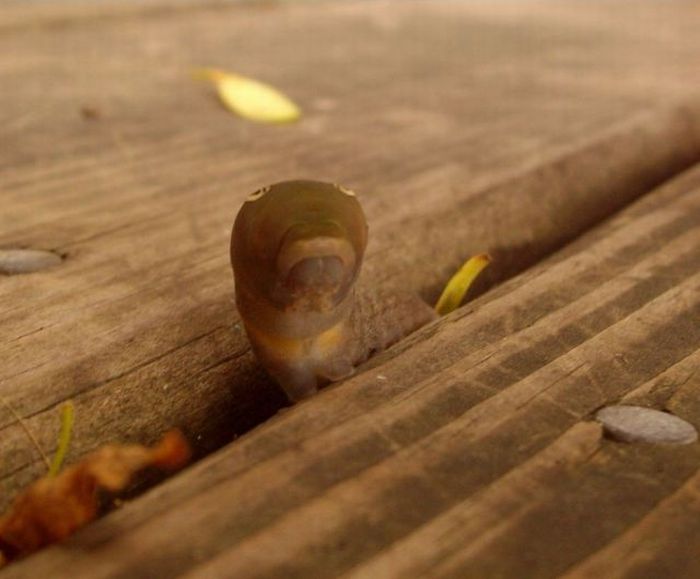 Spicebush Swallowtail Сaterpillar (12 pics)