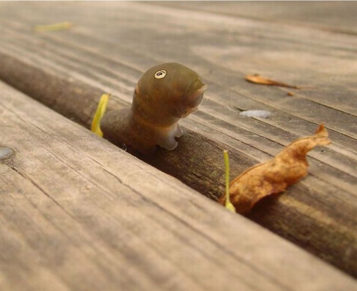 Spicebush Swallowtail Сaterpillar (12 pics)
