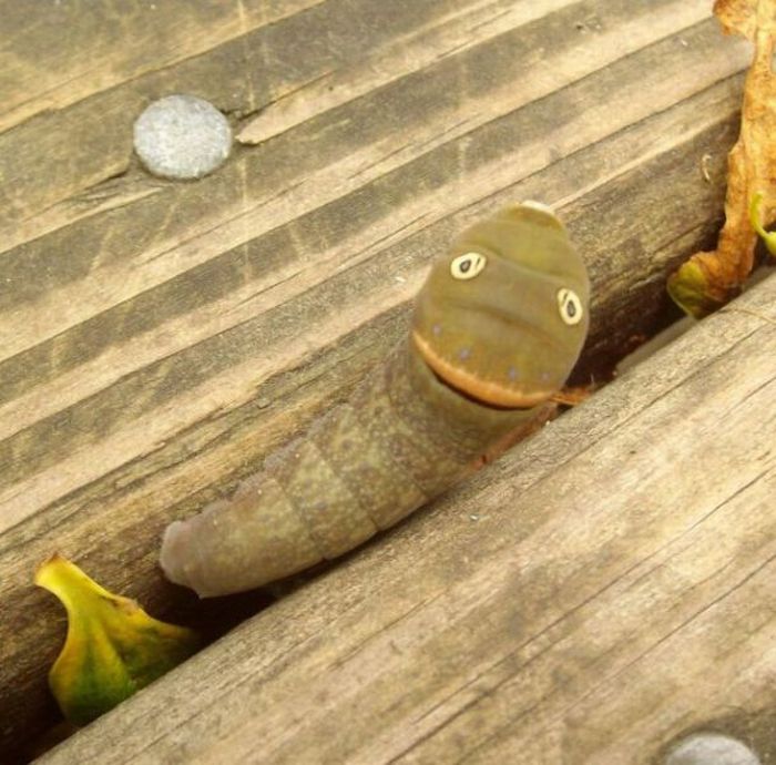 Spicebush Swallowtail Сaterpillar (12 pics)