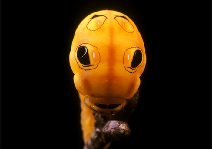 Spicebush Swallowtail Сaterpillar (12 pics)