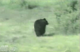 Bear vs a Cat (1 gif)