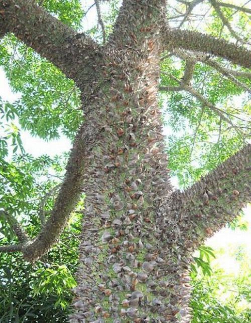 Dangerous Trees (20 pics)