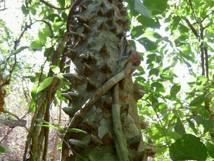 Dangerous Trees (20 pics)