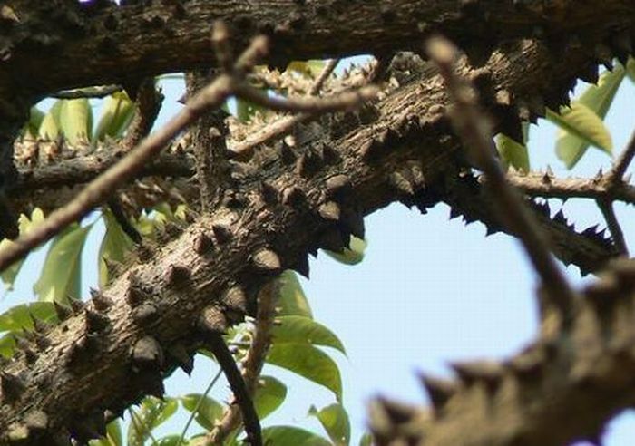 Dangerous Trees (20 pics)