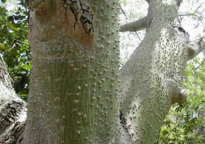 Dangerous Trees (20 pics)