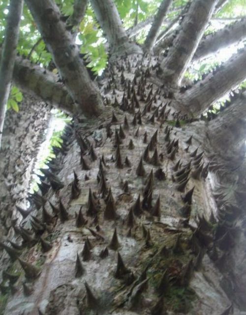 Dangerous Trees (20 pics)
