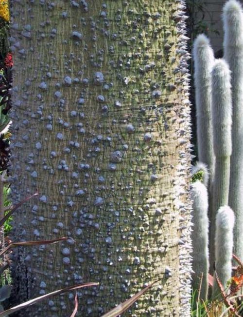 Dangerous Trees (20 pics)