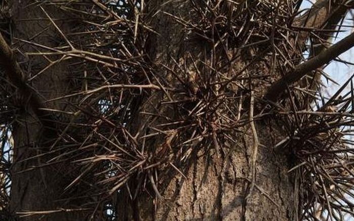 Dangerous Trees (20 pics)