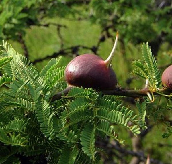 Dangerous Trees (20 pics)