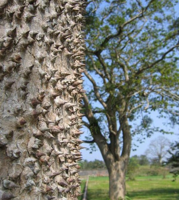 Dangerous Trees (20 pics)