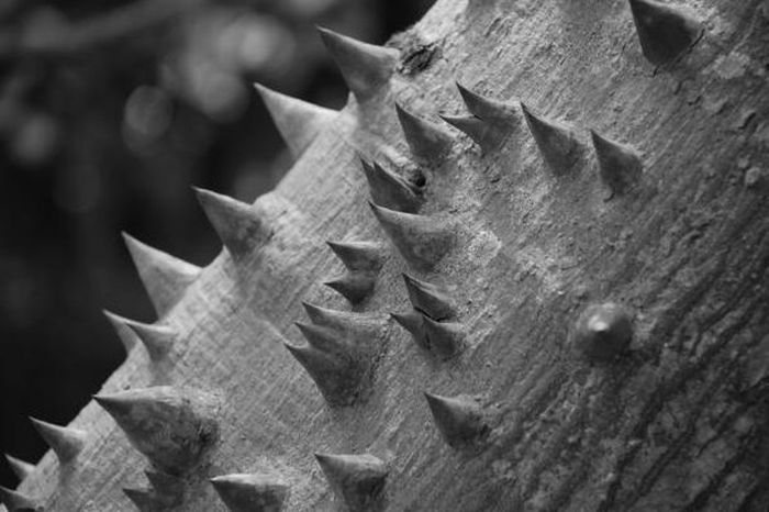 Dangerous Trees (20 pics)